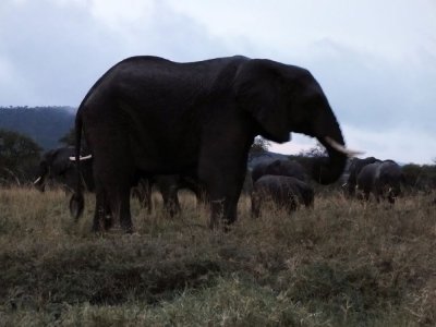 Elephants at Serengeti Camp
