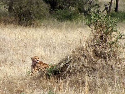 Cheetah Drags Kill Behind Termite Mound