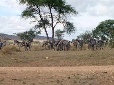 The zebras waiting for the elephants to leave