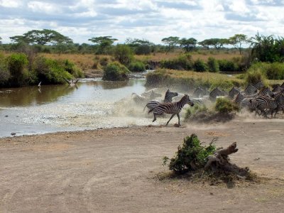 The zebras see the lion charging (it happened too fast to capture the lioness herself) and charge out of the watering hole