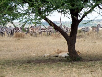 Another herd of zebras not paying too much attention to a sleeping lion
