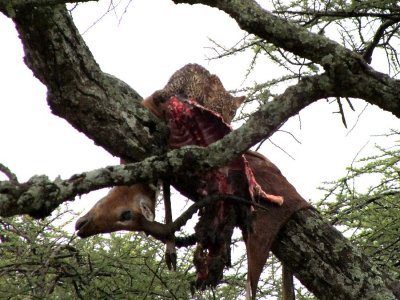 On our third visit to the site, there was one of two cubs feeding on the impala carcass