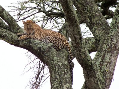 Watching cub descend from the tree