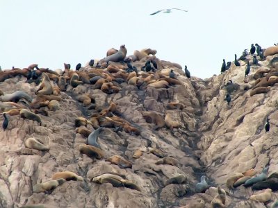 California Sea Lions and Cormorants