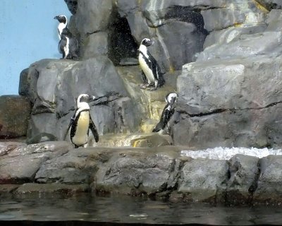 South African Penguins