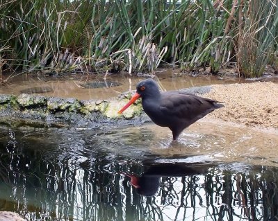 Black Oystercatcher