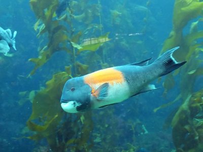 California Sheephead