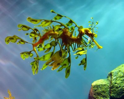 Leafy Sea Dragon