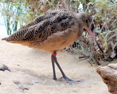 Marbled Godwit