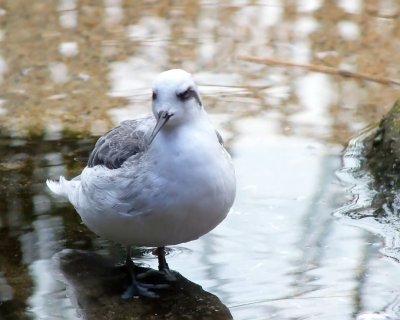 Phalarope