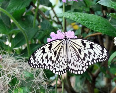 Paper Kite
