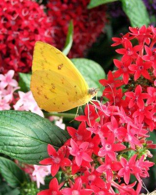 Cloudless Sulphur