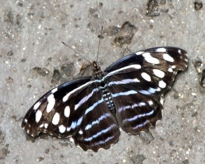 Banded Purple Wing