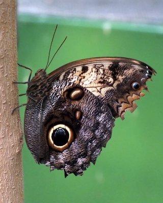 Giant Owl
