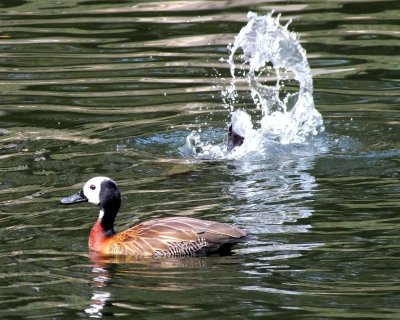 White-faced Whistling Duck