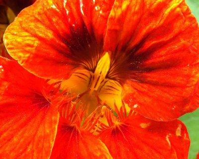 Nasturtium