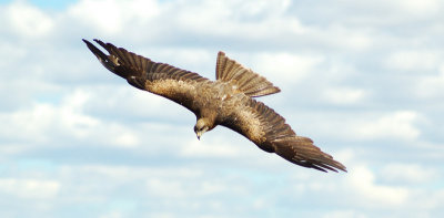 Wildlife