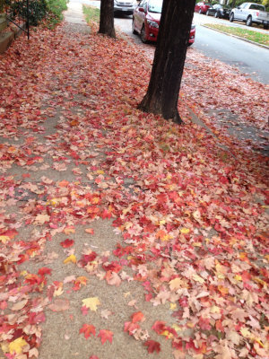 Richmond Fall Leaves