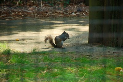 Nice Squirrel