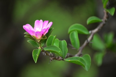 Flowers and Plants in Bolivia