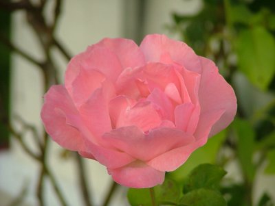 Inger Marit Saeterdal Boeyum -Rose of Hope
