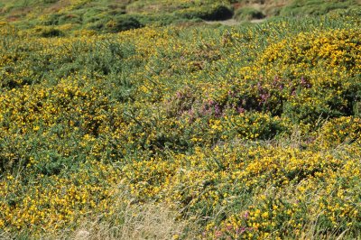 Flowers In Bloom on The Fields of The Graet Orme