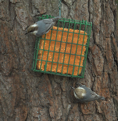 010513 Pair Of Nuthatches showing the difference in their beaks