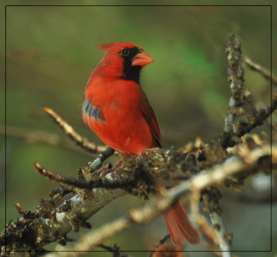  Male Northern  Cardinal