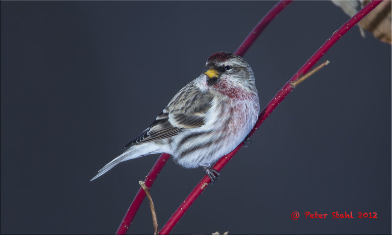 Common Redpoll.jpg