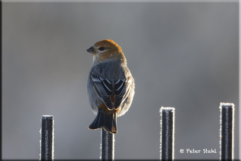 pine Grosbeak.jpg