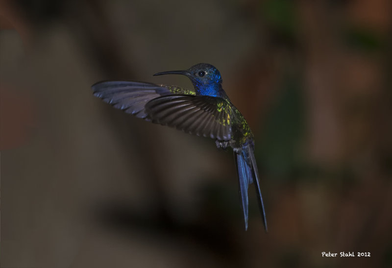 Swallow-tailed Hummingbird.jpg