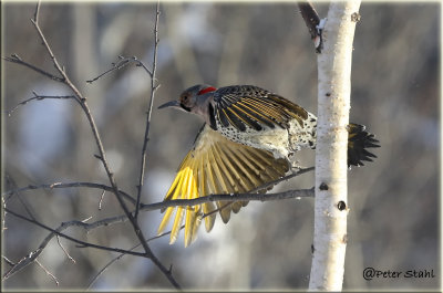 Northern Flicker.jpg