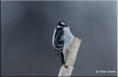 Downy Woodpecker Female.jpg