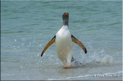 Gentoo Penguin.jpg