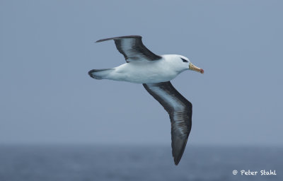 Black-browed Albatross.jpg