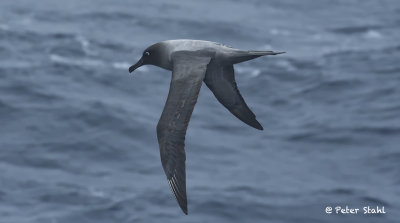 Light-mantled Albatross.jpg
