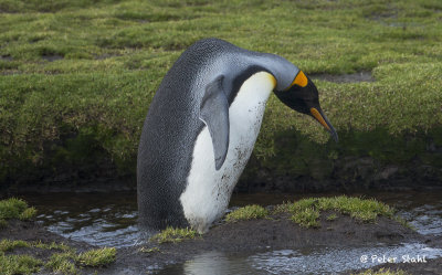 King Penguin .jpg