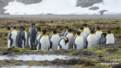 King penguins.jpg