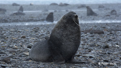 Fur Seal.jpg