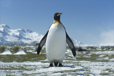 King Penguin 3.jpg