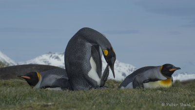 King penguins .jpg
