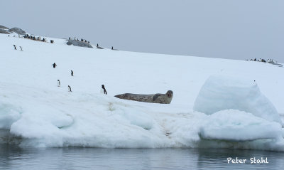 Weddell seal 3.jpg