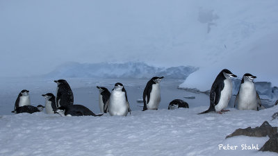 Chinstrap penguins .jpg