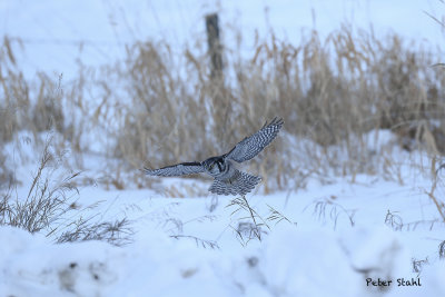 Northern Hawk Owl first 2013.jpg