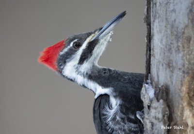 Pileated close up and personal.jpg