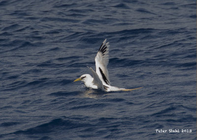 White-tailed Tropicbird.jpg