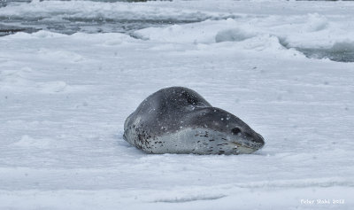 Leopard Seal 2.jpg