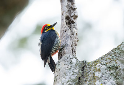Yellow -fronted Woodpecker.jpg