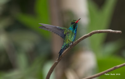 Glittering-bellied Emerald.jpg