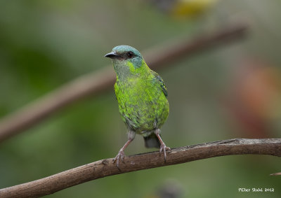 Blue Dacnis Female.jpg